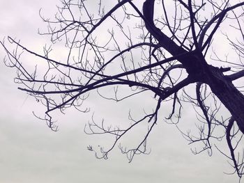 Low angle view of silhouette bare tree against sky