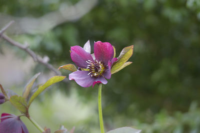 Close-up of pink flowering plant