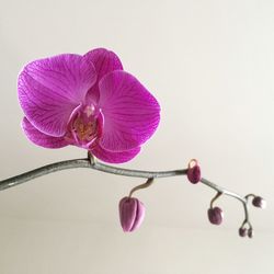 Close-up of orchids over white background