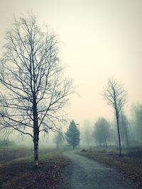 Bare tree by road against sky