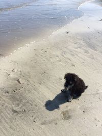 High angle view of dog on beach