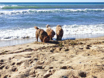 Spanish water dogs on sea shore