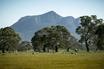 Trees on field against sky
