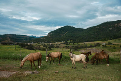 Horses grazing on field against sky