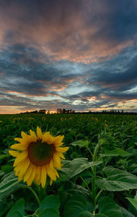 Scenic view of sunflower field against cloudy sky