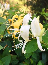 Close-up of fresh yellow flower blooming in park