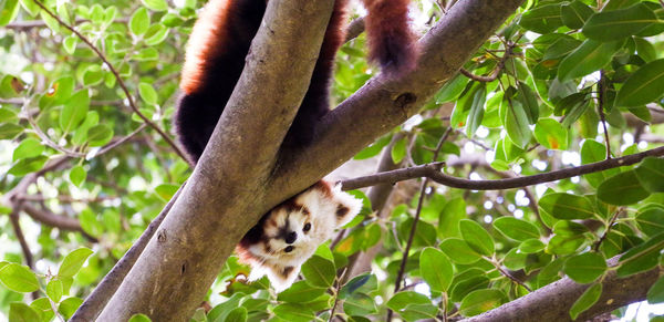 Portrait of red panda on branch