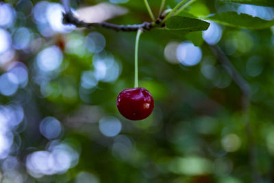 Close-up of strawberry hanging on plant