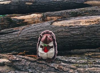 View of dog on rock