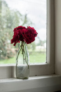 Close-up of rose in vase on window sill