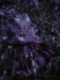 Close-up of purple flowers blooming