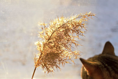 Close-up of dead plant against blurred background