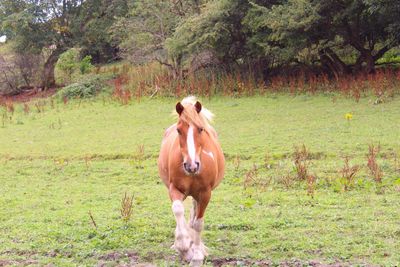 Horse standing on field