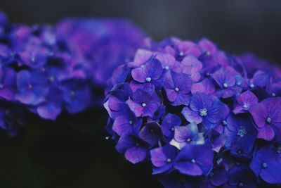 Close-up of purple hydrangea flowers