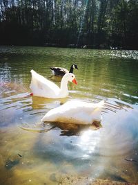 Swan swimming in lake