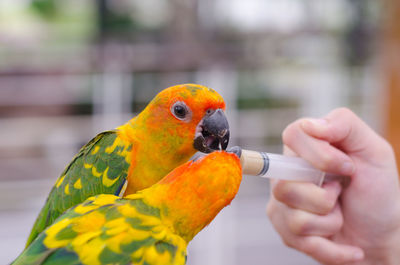 Close-up of hand holding parrot