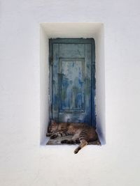 Cat looking through window of a building