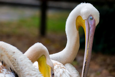 Close-up of pelicans on field