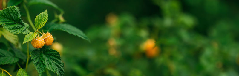 Close-up of strawberries growing on field