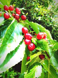 Close-up of plant growing on tree