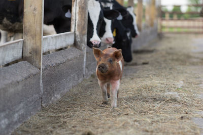 Pig walking in farm