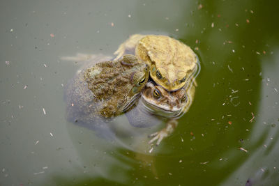 High angle view of frog swimming in lake