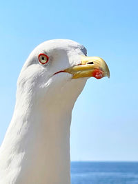 Close-up of seagull against blue sky