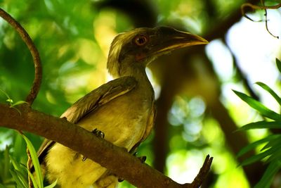 Close-up of bird perching on branch