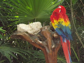 View of parrot perching on tree