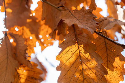 Close-up of autumn leaves against blurred background