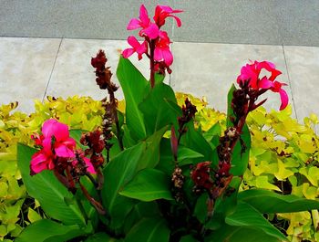 Close-up of pink flowers