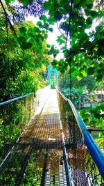 Walkway amidst trees in forest