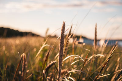 Close-up of stalks in field against sky