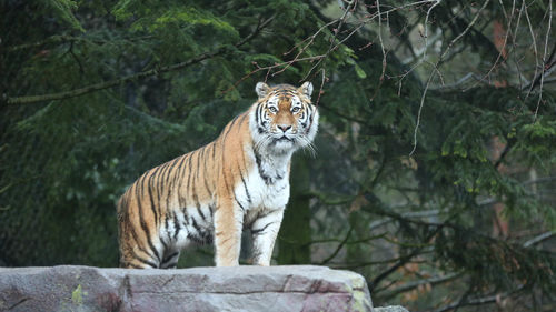 Alert tiger in captivity looking at camera