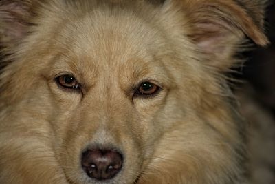 Close-up portrait of dog