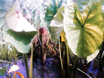 High angle view of purple flowering plant by water