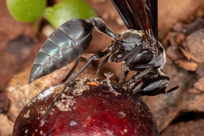 Close-up of insect