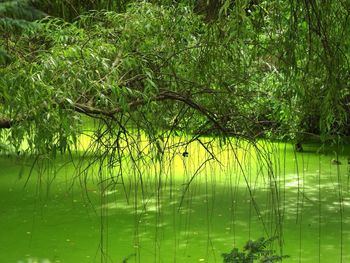 Reflection of trees in water