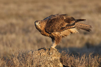 Bird perching on a field