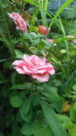 Close-up of flowers blooming outdoors