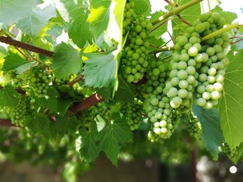 Close-up of grapes growing in vineyard