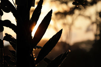 Close-up of silhouette leaves against sky