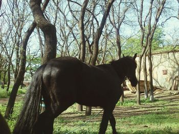 Horses grazing on field
