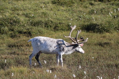 Deer in a field