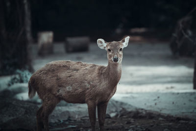 Portrait of deer standing on field