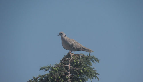 Low angle view of seagull perching on a tree