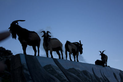 The goats stood on the wall against clear sky in orchid island