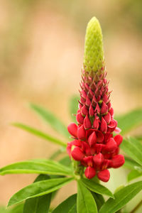 Beautiful lupine red wild with pink purple and blue flowers, close up with blurred background