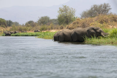 View of elephant in river