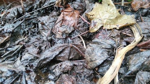 Close-up of tree trunk